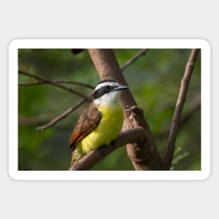 Great Kiskadee Perched Sticker